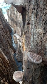 팜모닝 · 게시글 이미지