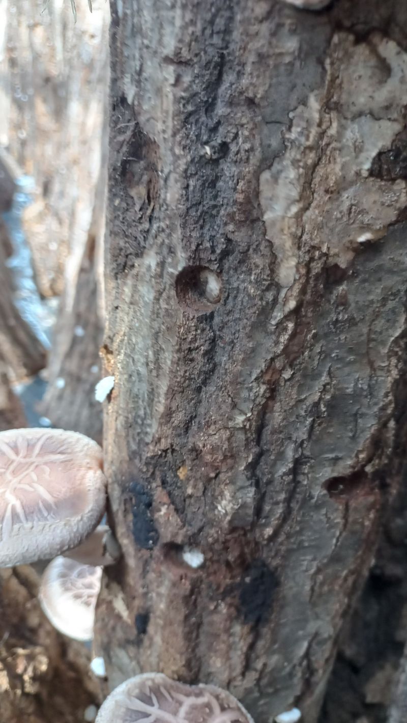 파란농원님의 장터 판매 상품 [참나무표고버섯 1,kg,20000원] 첨부 사진