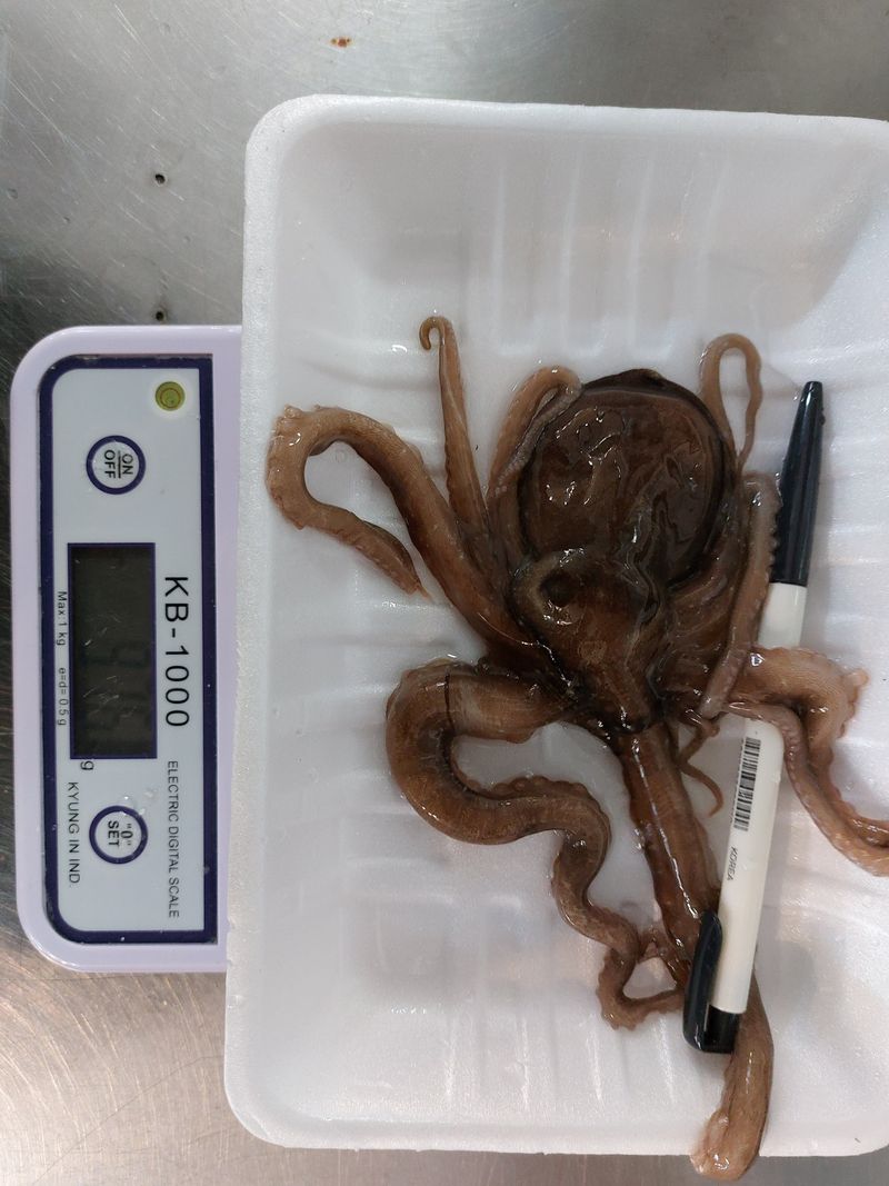 목포제주수산님의 장터 판매 상품 [국내산 냉동낙지 1팩] 첨부 사진