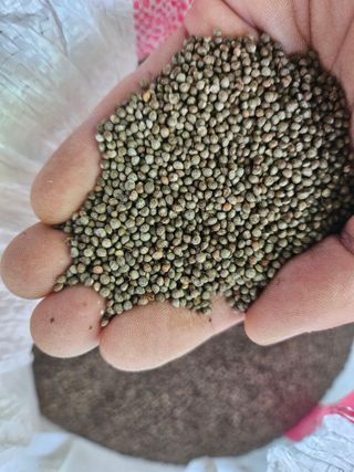 해풍님의 작성글 사진