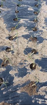 팜모닝 양파·자유게시판 게시글 이미지