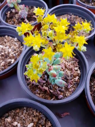 다육이를기르고가꾸는님의 2월 내 작물 자랑하기 · 참여글 작성글 사진