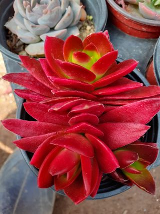 다육이를기르고가꾸는님의 2월 내 작물 자랑하기 · 참여글 작성글 사진