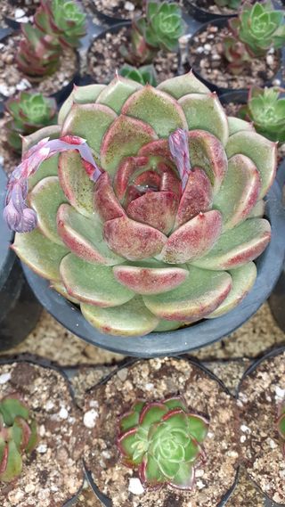 다육이를기르고가꾸는님의 2월 내 작물 자랑하기 · 참여글 작성글 사진