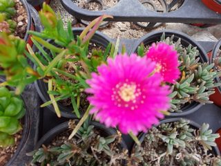 다육이를기르고가꾸는님의 2월 내 작물 자랑하기 · 참여글 작성글 사진