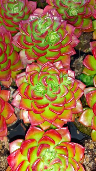 다육이를기르고가꾸는님의 2월 내 작물 자랑하기 · 참여글 작성글 사진