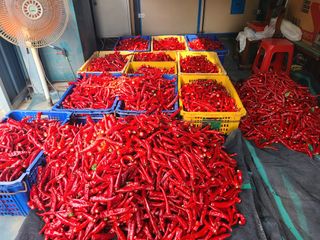 착한농부 안병하님의 고추 · 토양준비 작성글 사진