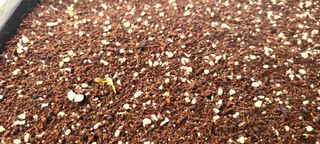 나무도깨비농원님의 기타작물 · 자유게시판 작성글 사진