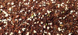 나무도깨비농원님의 기타작물 · 자유게시판 작성글 사진