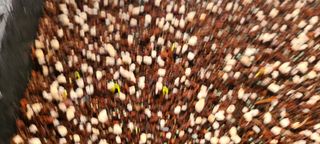 나무도깨비농원님의 기타작물 · 자유게시판 작성글 사진