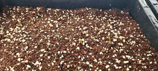 나무도깨비농원님의 기타작물 · 자유게시판 작성글 사진