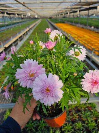 호동이농원님의 2월 내 작물 자랑하기 · 참여글 작성글 사진