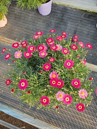 호동이농원님의 2월 내 작물 자랑하기 · 참여글 작성글 사진