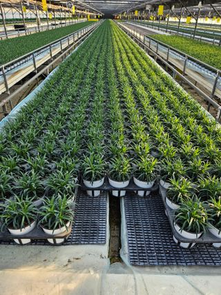 호동이농원님의 2월 내 작물 자랑하기 · 참여글 작성글 사진