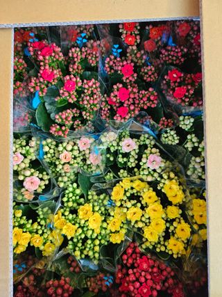 호동이농원님의 2월 내 작물 자랑하기 · 참여글 작성글 사진