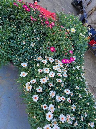 호동이농원님의 2월 내 작물 자랑하기 · 참여글 작성글 사진