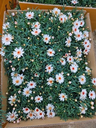 호동이농원님의 2월 내 작물 자랑하기 · 참여글 작성글 사진