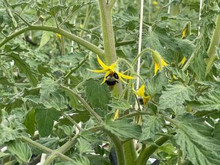 그린애농장님의 토마토 · 영농일지 작성글 사진