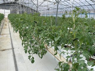 그린애농장님의 토마토 · 영농일지 작성글 사진