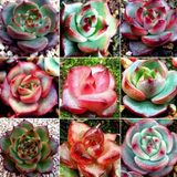 팜모닝 2월 내 작물 자랑하기·참여글 게시글 이미지