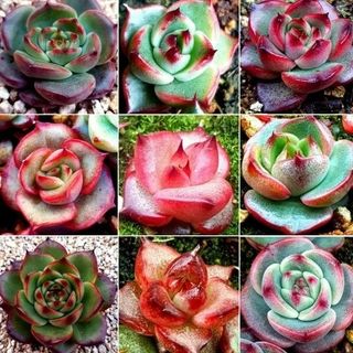 다육농장님의 2월 내 작물 자랑하기 · 참여글 작성글 사진