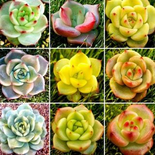 다육농장님의 2월 내 작물 자랑하기 · 참여글 작성글 사진