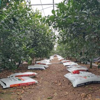 희야 네 레디향님의 2월 내 작물 자랑하기 · 참여글 작성글 사진