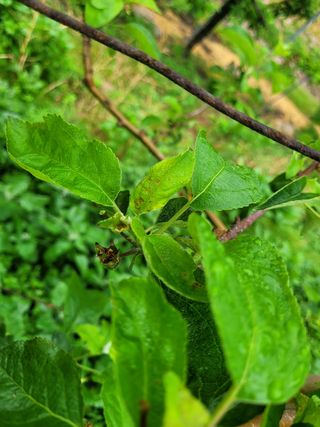 정직한농부님의 기타작물 · 병해충상담 작성글 사진