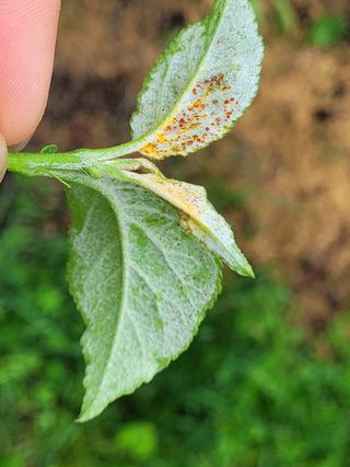 정직한농부님의 기타작물 · 병해충상담 작성글 사진