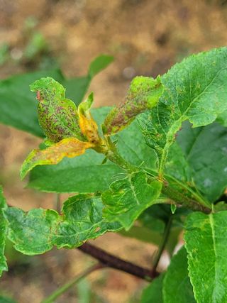 정직한농부님의 기타작물 · 병해충상담 작성글 사진