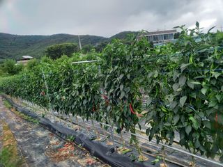 알 수 없음님의 2월 내 작물 자랑하기 · 참여글 작성글 사진