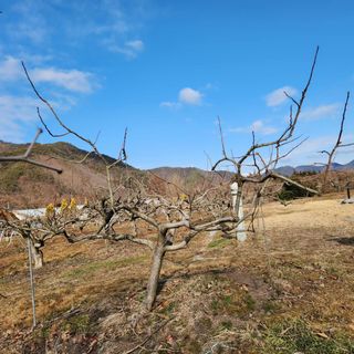 단감청년님의 감 · 자유게시판 작성글 사진