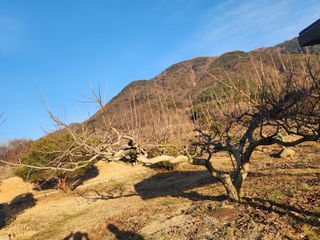 단감청년님의 감 · 자유게시판 작성글 사진