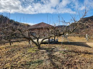 단감청년님의 감 · 자유게시판 작성글 사진