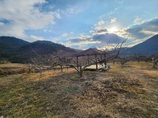 단감청년님의 감 · 자유게시판 작성글 사진