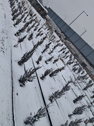 전희분님의 2월 내 작물 자랑하기 · 참여글 작성글 사진