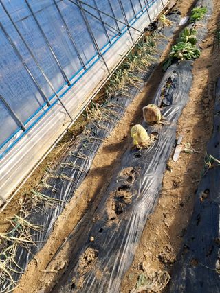 전희분님의 2월 내 작물 자랑하기 · 참여글 작성글 사진