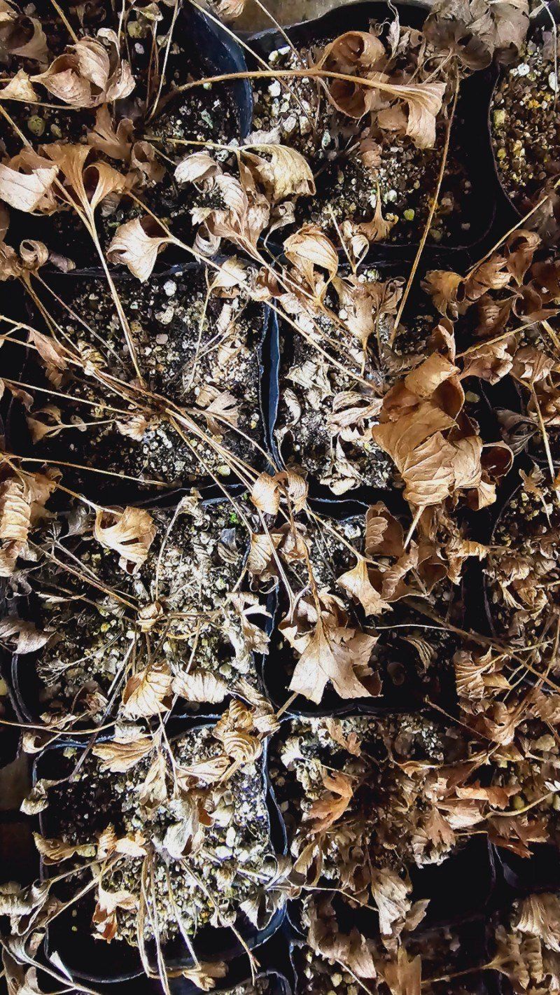 천지인야생화님의 장터 판매 상품 [원종 연보라 동강할미꽃(2년생)] 첨부 사진