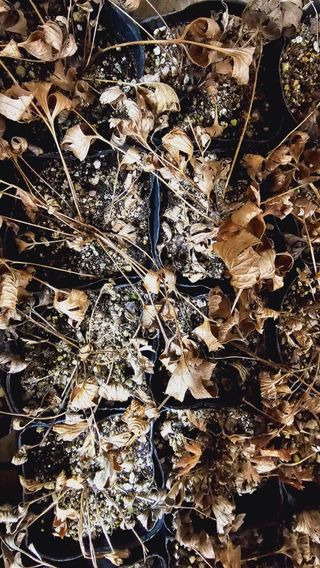 천지인야생화님의 작성글 사진