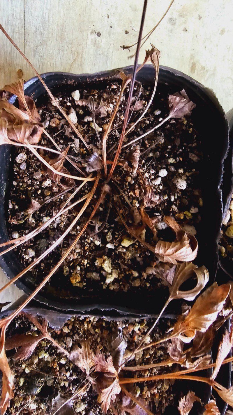 천지인야생화님의 장터 판매 상품 [원종 연보라 동강할미꽃(2년생)] 첨부 사진