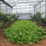 팜모닝 2월 내 작물 자랑하기·참여글 게시글 이미지