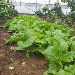 희야 네 레디향님의 2월 내 작물 자랑하기 · 참여글 작성글 사진