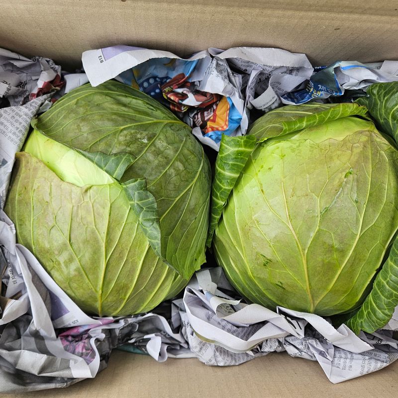 제주대정 방점순님의 장터 판매 상품 [제주 큰 양배추 ] 첨부 사진