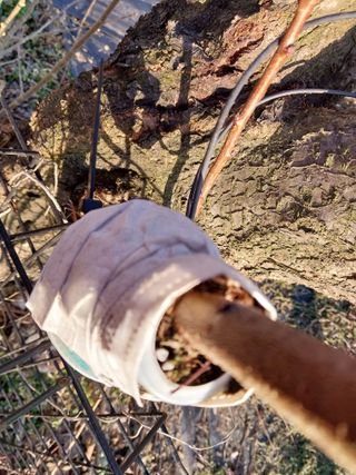 금동이네님의 자두 · 자유게시판 작성글 사진