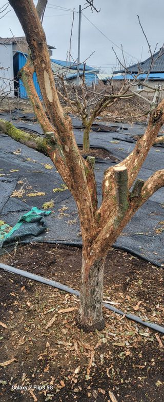 이종수님의 감 · 자유게시판 작성글 사진