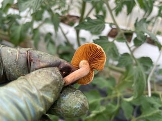 그린애농장님의 버섯 · 품종•종자 작성글 사진