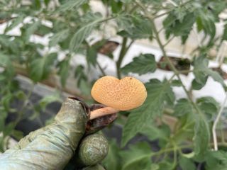 그린애농장님의 버섯 · 품종•종자 작성글 사진