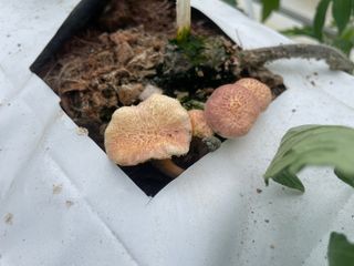 그린애농장님의 버섯 · 품종•종자 작성글 사진