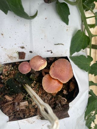 그린애농장님의 버섯 · 품종•종자 작성글 사진