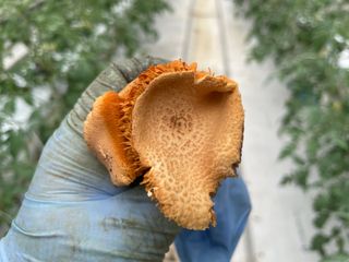 그린애농장님의 버섯 · 품종•종자 작성글 사진